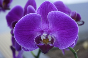 Orquídeas: Como Cuidar